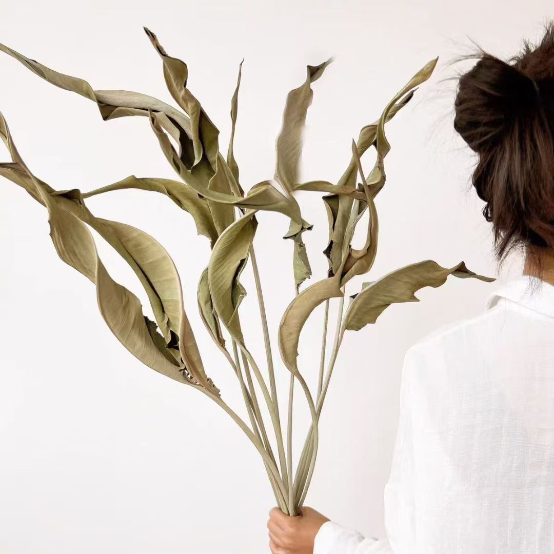 Dried Strelitzia, 5 pcs